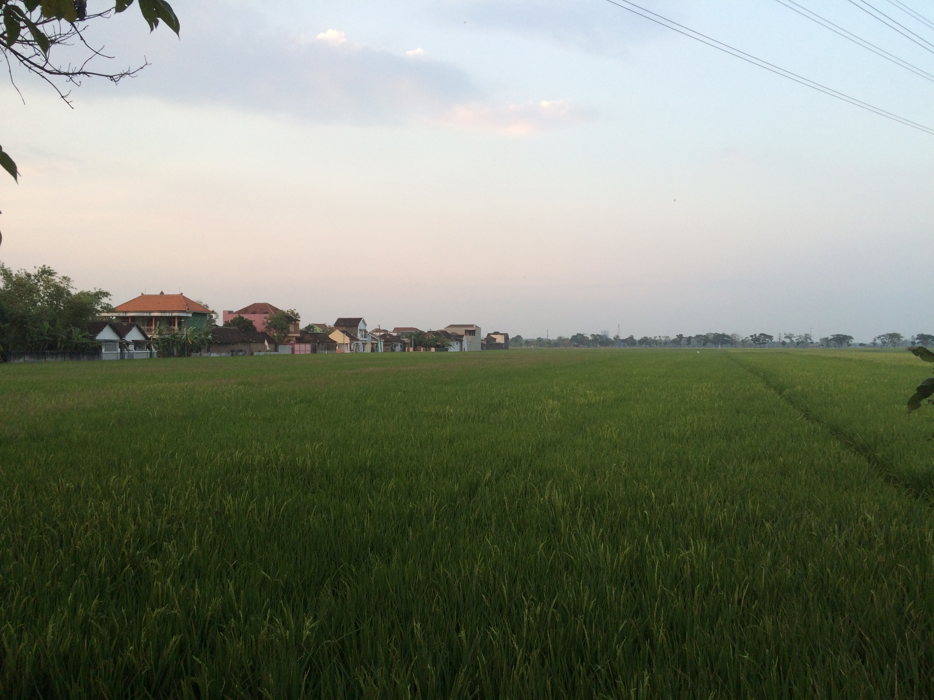 Lush fields which I presume to be of rice.
